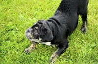 Eleanor , a female English Bulldog and Olde English Bulldogge for sale in Millersburg, IN – 5 of 5