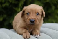 Simba, a male Golden Retriever for sale in Millersburg, IN – Photo 2 of 5