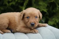 Simba, a male Golden Retriever for sale in Millersburg, IN – Photo 5 of 5