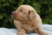 Simba, a male Golden Retriever for sale in Millersburg, IN – Photo 4 of 5