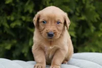 Simba, a male Golden Retriever for sale in Millersburg, IN – Photo 1 of 5