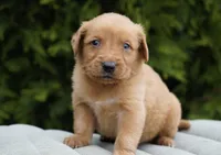 Simba, a male Golden Retriever for sale in Millersburg, IN – Photo 3 of 5