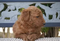 Tilly, a female Goldendoodle for sale in Millersburg, IN – 3 of 5