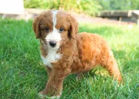 Nala , a female Goldendoodle for sale in Millersburg, IN – 5 of 5