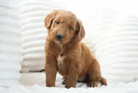 Lumi, a female Goldendoodle for sale in Millersburg, IN – 7 of 8