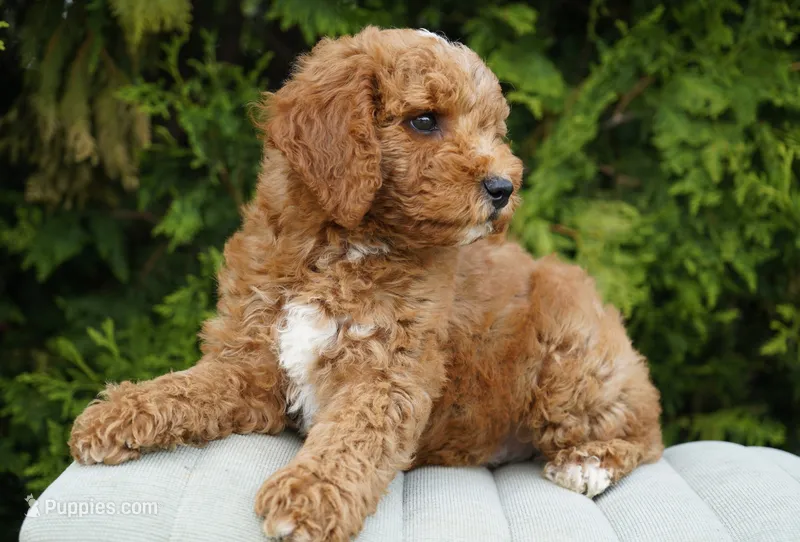 Clifford – Goldendoodle puppy for sale in Millersburg, IN