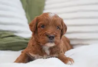 Pruitt, a male Miniature Goldendoodle for sale in Millersburg, IN – 8 of 10