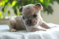 Winston, a female French Bulldog for sale in Millersburg, IN – 2 of 4