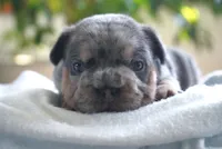 Bessie, a male French Bulldog for sale in Millersburg, IN – 4 of 5