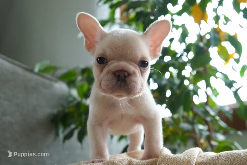 Calypso – French Bulldog puppy for sale in Millersburg, IN