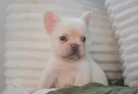 Stanley, a male French Bulldog for sale in Millersburg, IN – 2 of 6