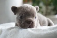 Milo, a male French Bulldog for sale in Millersburg, IN – 4 of 4