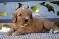 Wrigley, a male Goldendoodle for sale in Millersburg, IN – 4 of 5