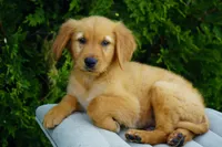 Simba, a male Golden Retriever for sale in Millersburg, IN – 7 of 9