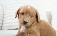 Alexis , a female Goldendoodle for sale in Millersburg, IN – 4 of 4