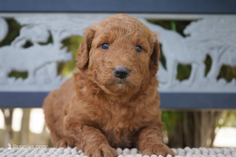 Tilly – Goldendoodle puppy for sale in Millersburg, IN