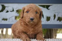 Tilly, a female Goldendoodle for sale in Millersburg, IN – 1 of 5