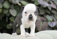 Marley, a male Boston Terrier for sale in Millersburg, IN – 3 of 4
