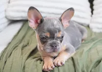 Oliver, a male French Bulldog for sale in Millersburg, IN – 6 of 6