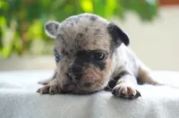 Polly, a female French Bulldog for sale in Millersburg, IN – 4 of 4