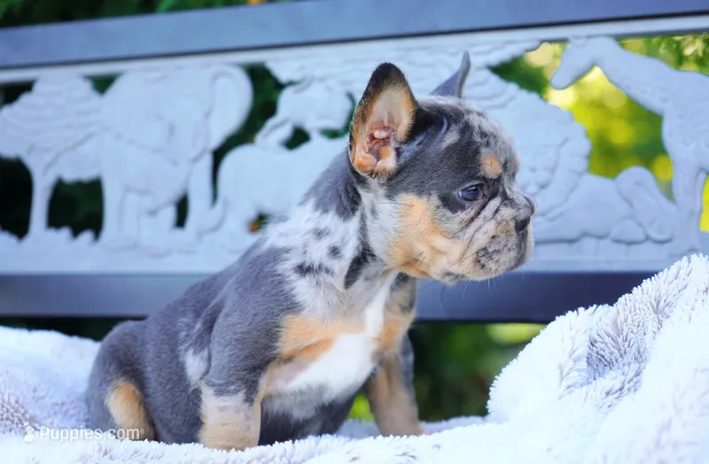 Bessie – French Bulldog puppy for sale in Millersburg, IN