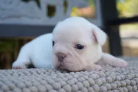 Calypso, a female French Bulldog for sale in Millersburg, IN – 2 of 4