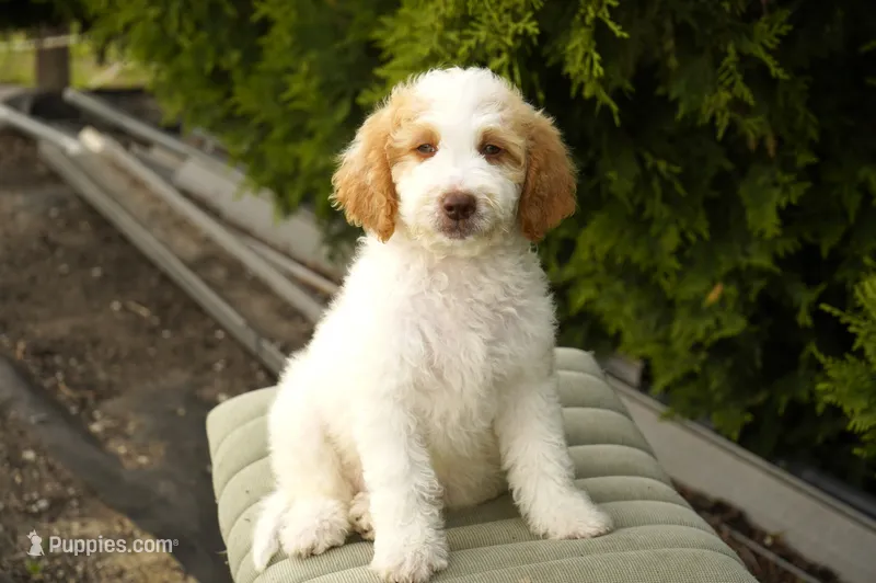 Merlot  – Miniature Goldendoodle puppy for sale in Millersburg, IN