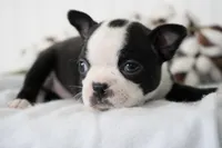 Domino, a male Boston Terrier for sale in Millersburg, IN – Photo 3 of 3
