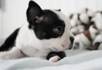 Domino, a male Boston Terrier for sale in Millersburg, IN – Photo 2 of 3