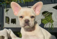 Paris, a female French Bulldog for sale in Millersburg, IN – 3 of 5