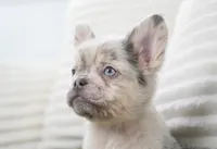 Dudley , a male French Bulldog for sale in Millersburg, IN – 8 of 10