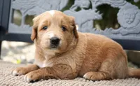 Benny, a male Goldendoodle for sale in Millersburg, IN – 4 of 6