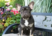 Mochi, a female French Bulldog for sale in Millersburg, IN – 2 of 10