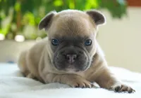 Poppy, a female French Bulldog for sale in Millersburg, IN – 2 of 5