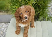 Bailey, a female Goldendoodle for sale in Millersburg, IN – 3 of 5