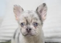 Dudley , a male French Bulldog for sale in Millersburg, IN – 7 of 10