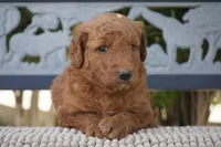 Tilly, a female Goldendoodle for sale in Millersburg, IN – 4 of 5