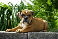 Archie, a male English Bulldog and Olde English Bulldogge for sale in Millersburg, IN – 4 of 4