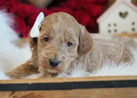 Ivy, a female Goldendoodle for sale in Millersburg, IN – Photo 1 of 4