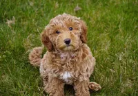 Ivy, a female Goldendoodle for sale in Millersburg, IN – Photo 2 of 4