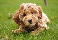 Ivy, a female Goldendoodle for sale in Millersburg, IN – Photo 3 of 4