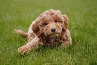 Ivy, a female Goldendoodle for sale in Millersburg, IN – Photo 4 of 4