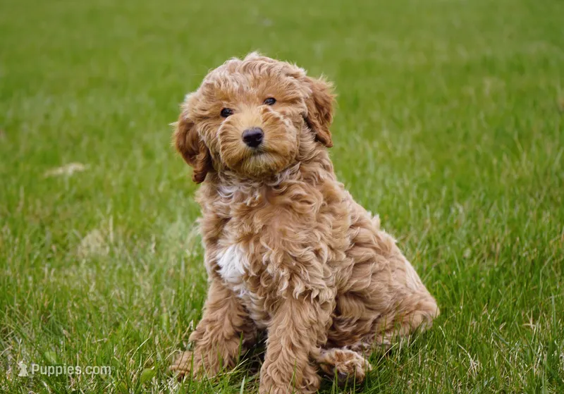 Ivy – Goldendoodle puppy for sale in Millersburg, IN