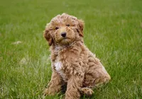 Ivy, a female Goldendoodle for sale in Millersburg, IN – Photo 1 of 4