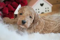 Ivy, a female Goldendoodle for sale in Millersburg, IN – Photo 2 of 4