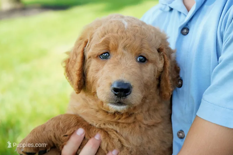 Theo  – Goldendoodle puppy for sale in Millersburg, IN
