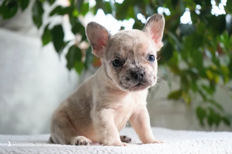 Winston – French Bulldog puppy for sale in Millersburg, IN