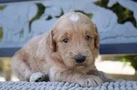 Aston, a male Goldendoodle for sale in Millersburg, IN – 2 of 3