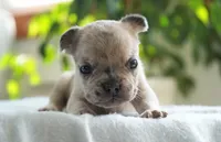 Winston, a female French Bulldog for sale in Millersburg, IN – 1 of 4