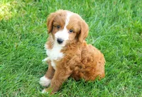 Nala , a female Goldendoodle for sale in Millersburg, IN – 2 of 5